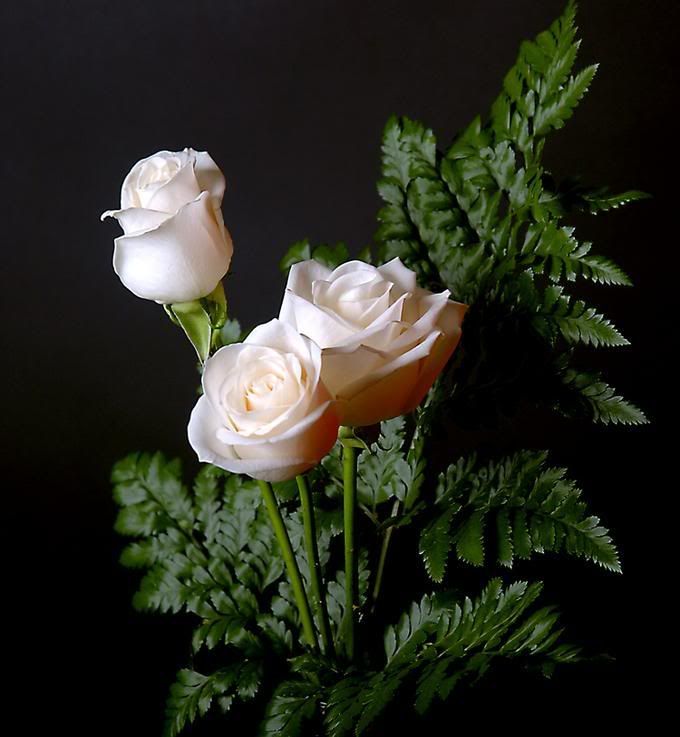 brancas.jpg Lindas rosas image by maryhelps2