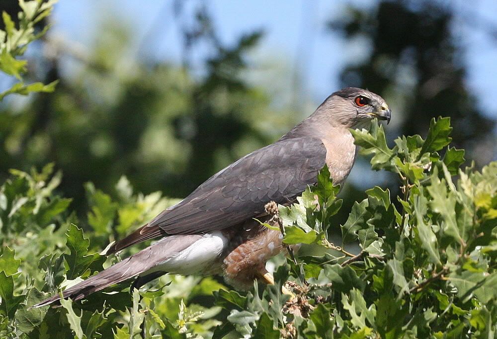 IMAGE: http://i263.photobucket.com/albums/ii122/55SAMBA/bird1.jpg?t=1214111173