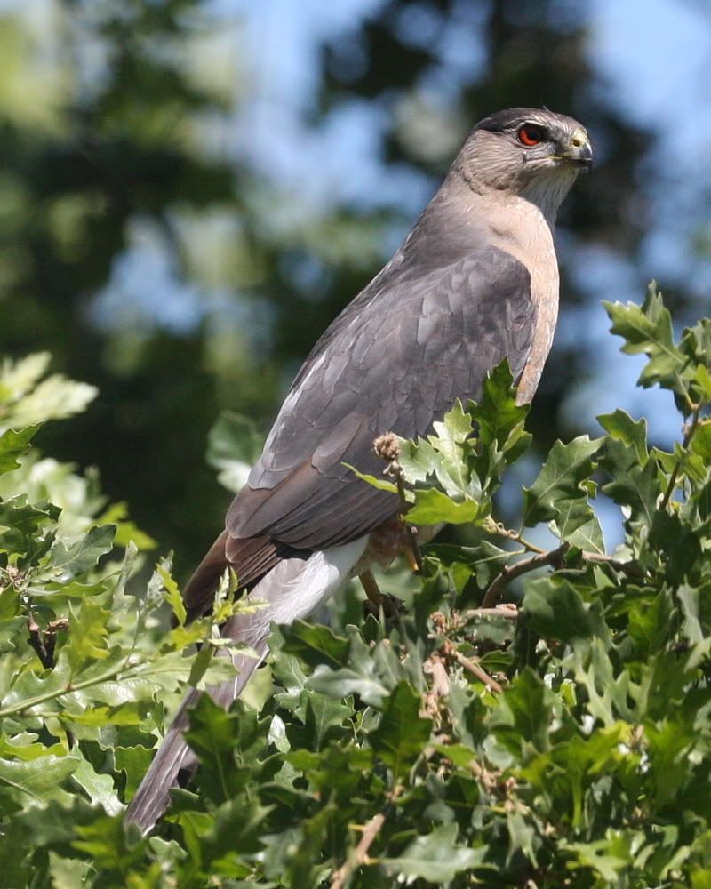 IMAGE: http://i263.photobucket.com/albums/ii122/55SAMBA/bird2.jpg?t=1214111239