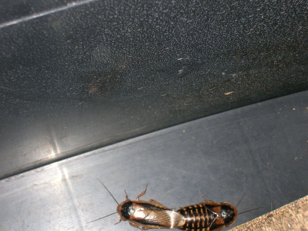 Roaches Mating