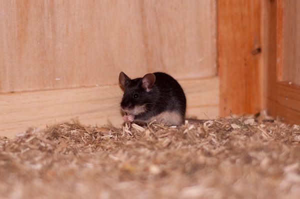 DSC_0463.jpg