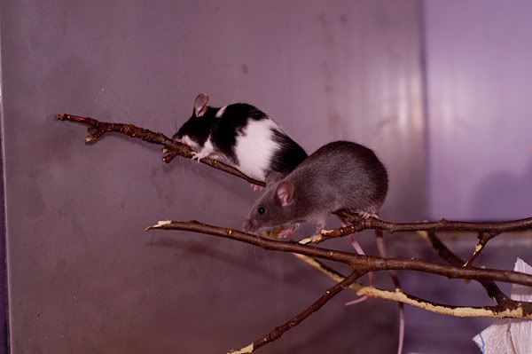 DSC_0774.jpg