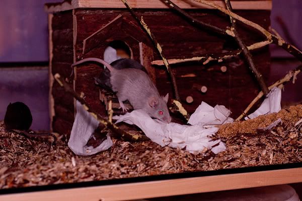 DSC_0781.jpg