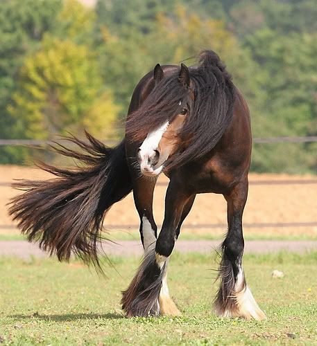 Gypsy Vanner
