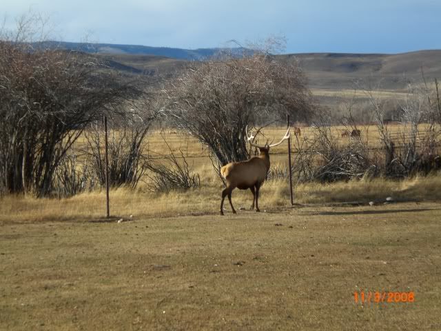 nov2008coloradohunt076.jpg