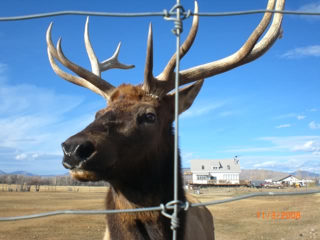 nov2008coloradohunt081.jpg