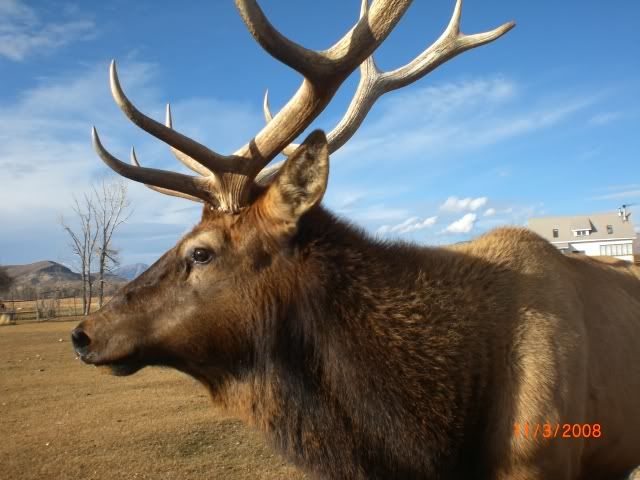 nov2008coloradohunt084.jpg