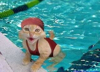O Gato nadador