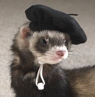 ferrett-beret.jpg