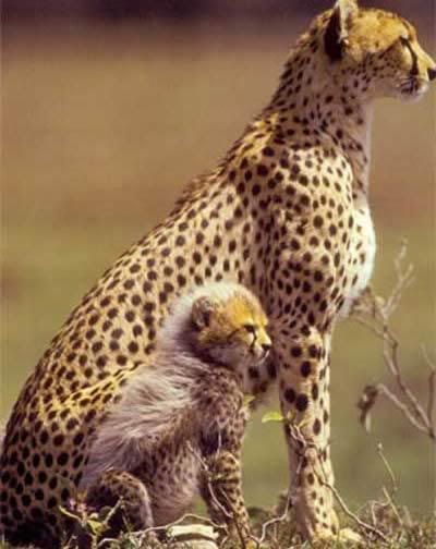 Babies Free Wallpaper on Mom And Baby Cheetahs Graphics Code   Mom And Baby Cheetahs Comments