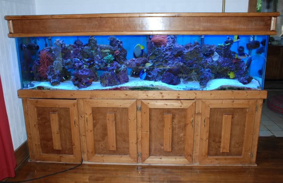 240 gallon setup, fish, stingray, equipment Michigan Reefers