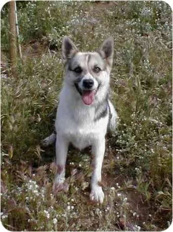 Keeshond Mix