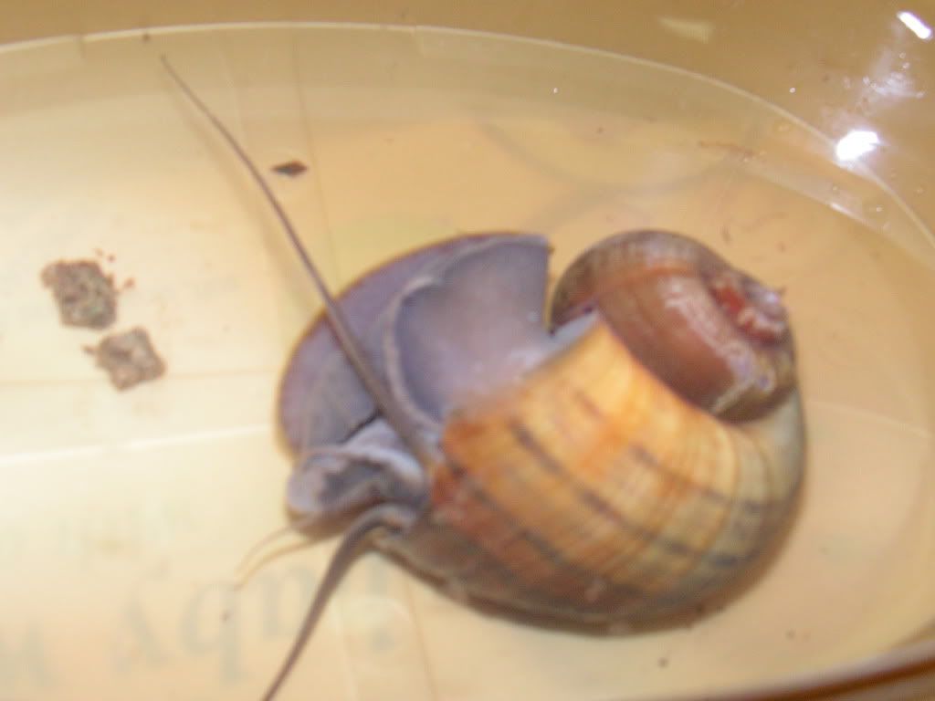 Apple snail fell [snail images inside] and diet Reptile Forums