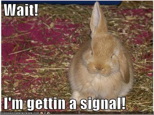 funny rabbit image