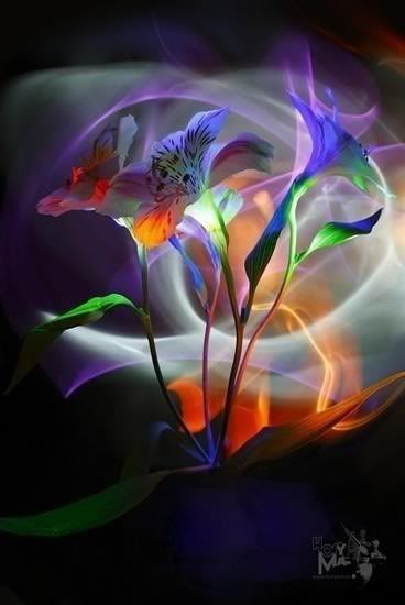 Flowers for you! Pictures, Images and Photos