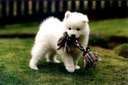 Samoyed Puppy Pictures, Images and Photos