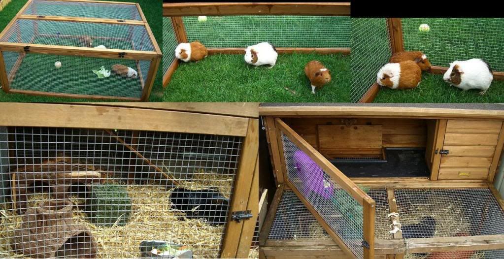 complete guinea pig set up and 3 guinea pigs Reptile Forums
