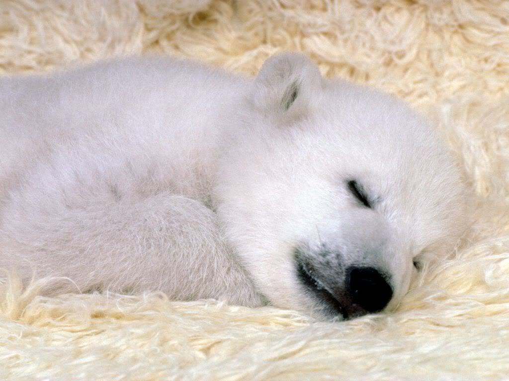 peaceful-dreams-polar-bear-1024x768.jpg