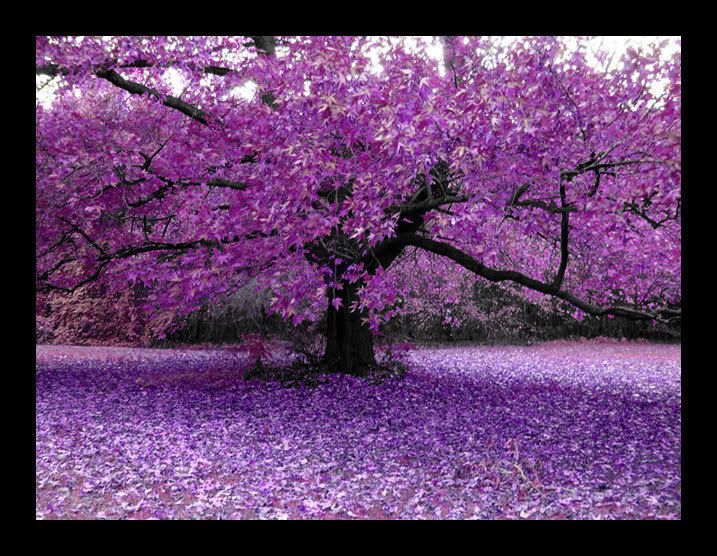 Purple Tree Leaves Pictures, Images and Photos