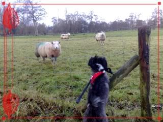 Niki en de schapen