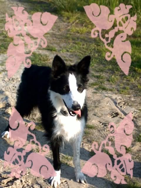 laika