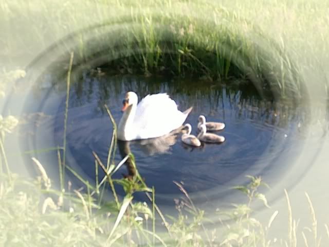 jonge zwanen