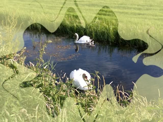 zwaan