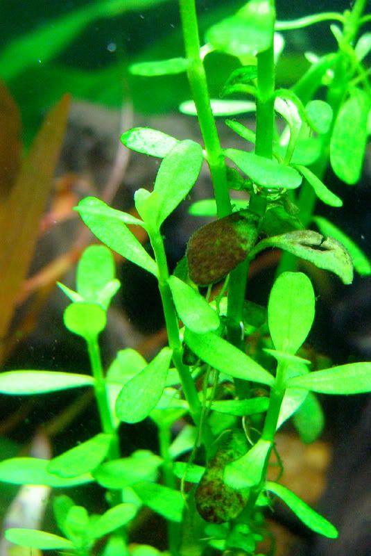 This Algae won't go away! The Planted Tank Forum