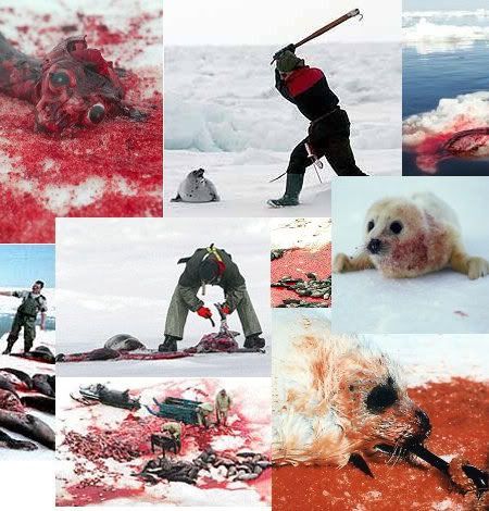 matanza focas