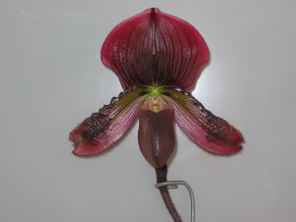 Voodoo Orchid