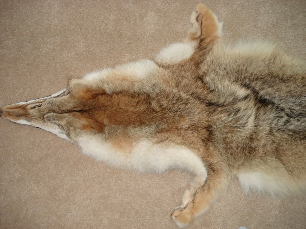 Coyote Pelt