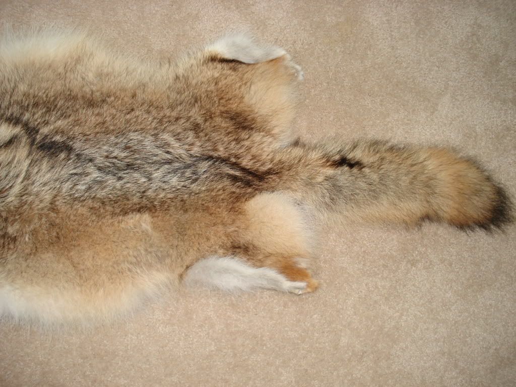 Coyote Pelt