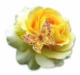 yellow rose butterfly
