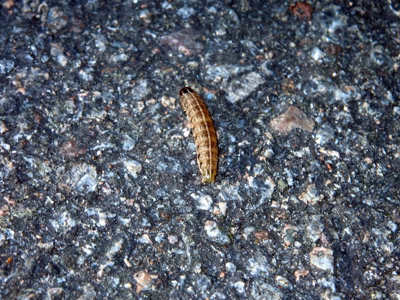 (hvis du er denne larven, send melding s&aring; sensurerer jeg fjeset ditt etter f&aring;resp&oslash;rsel)