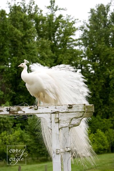  Officiatewedding Ceremony on It Rained So The Ceremony Was Moved Inside  But That Didn T Stop The