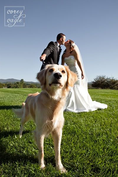 wedding photo with dog