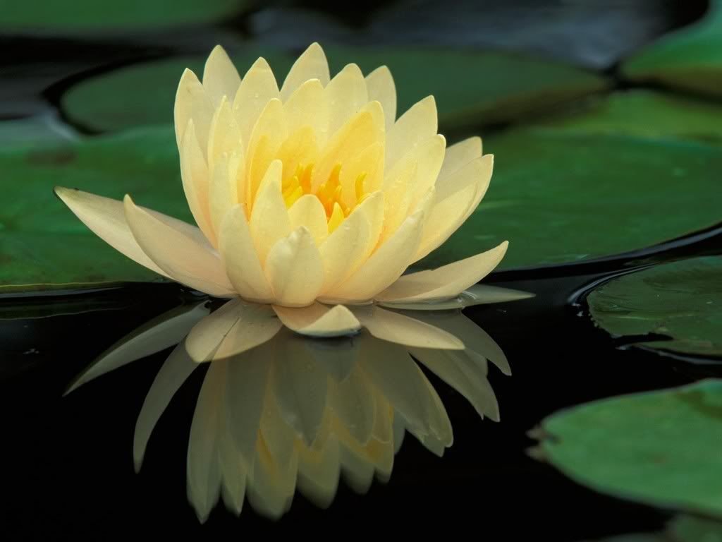 water lily icon