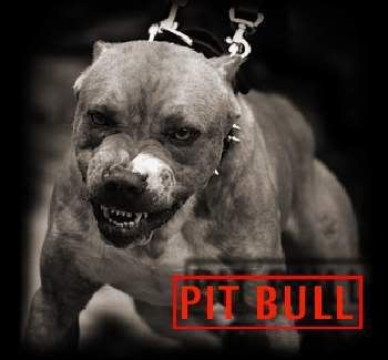 pitbull.jpg pitbull image by BFShadow000