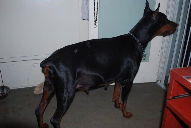 pregnant doberman