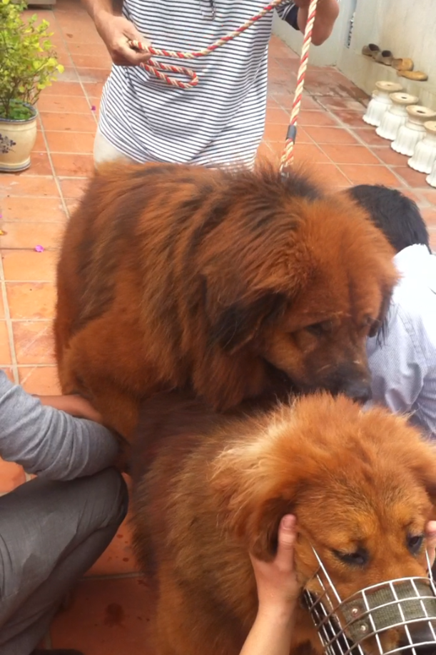 Bán chó Ngao Tây Tạng con đẻ tại HN ( nhận đặt gạch và updeate ảnh)