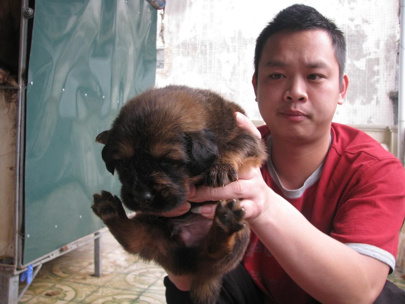 Bán chó Ngao Tây Tạng con đẻ tại HN ( nhận đặt gạch và updeate ảnh)