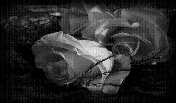 BLACK AND WHITE ROSE