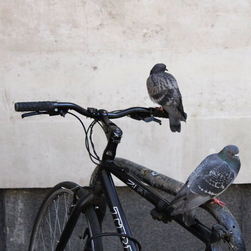IMAGE: http://i263.photobucket.com/albums/ii142/modna/london%20pics/pigeon-bikw.jpg