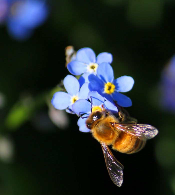 IMAGE: http://i263.photobucket.com/albums/ii142/modna/regents%20park/bee.jpg