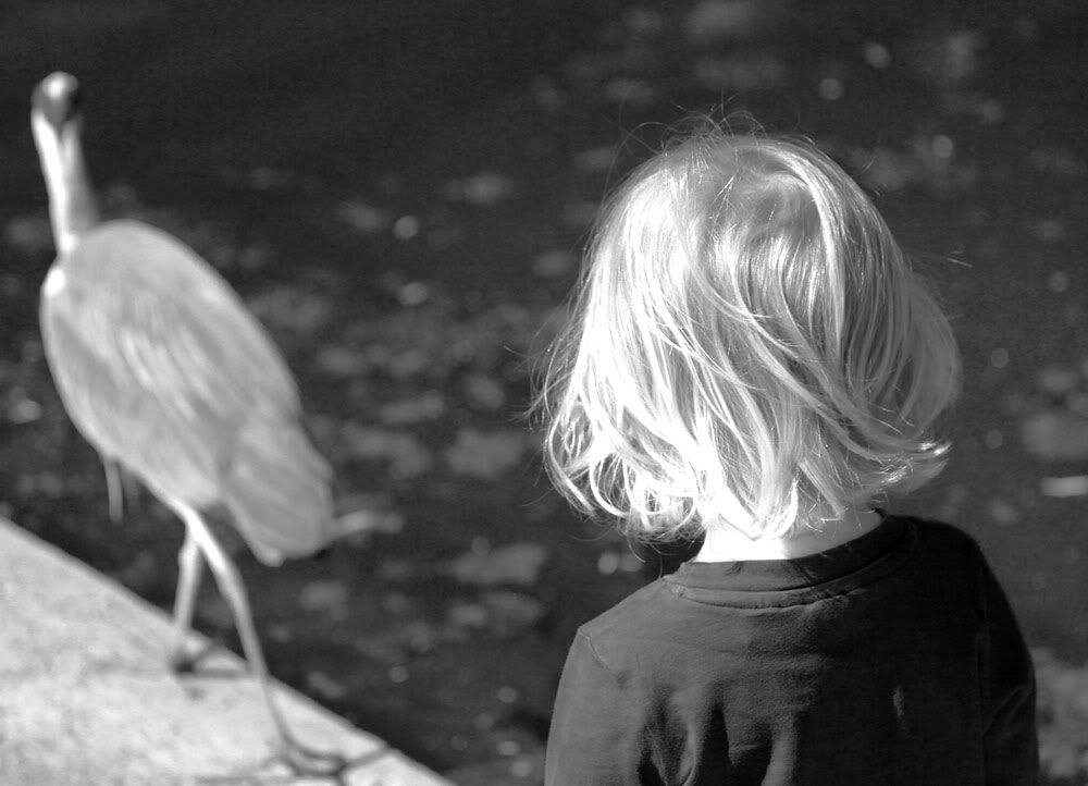 IMAGE: http://i263.photobucket.com/albums/ii142/modna/regents%20park/boy-heron.jpg