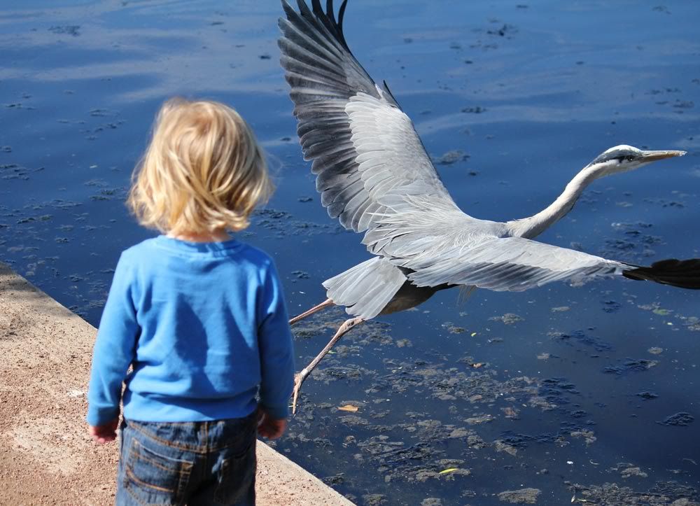 IMAGE: http://i263.photobucket.com/albums/ii142/modna/regents%20park/kid-bird.jpg