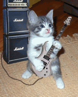 guitar cat gif