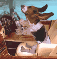 photo Driving_Hound_zps90c6ce2e.gif