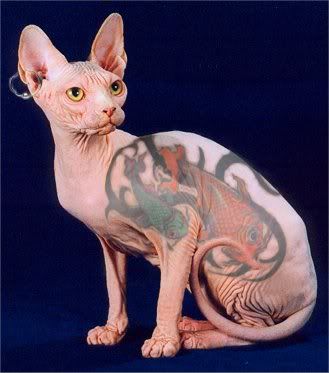 cats tattoo. Cattattoo. Cat
