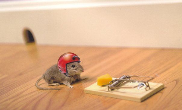 mouseinhelmet.jpg